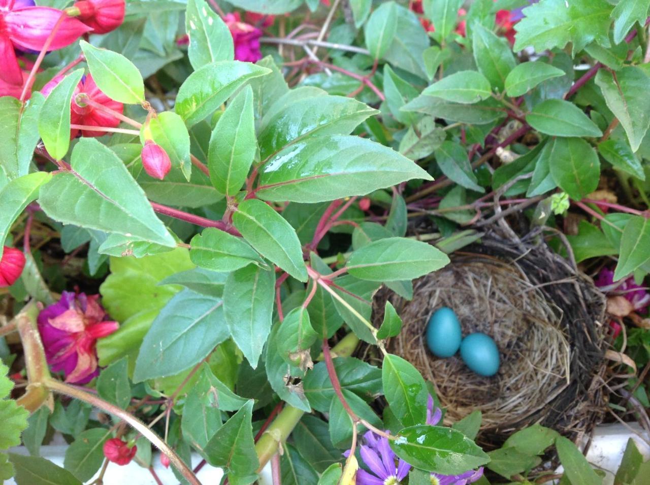קודי Robins Nest Bed & Breakfast מראה חיצוני תמונה
